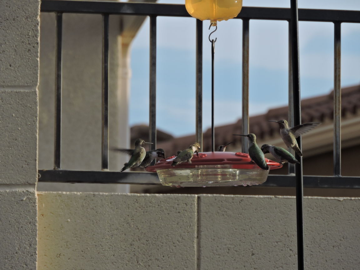Hummingbirds